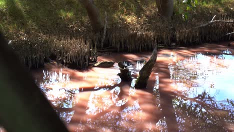 Blaugrüne-Ente-In-Den-Rosa-Mangroven-Feuchtgebieten-Mit-Hohem-Salzgehalt-Gesichtet,-Auf-Der-Suche-Nach-Wirbellosen-Wassertieren,-Blaualgenblüte-Während-Der-Trockenzeit,-Seltenes-Phänomen