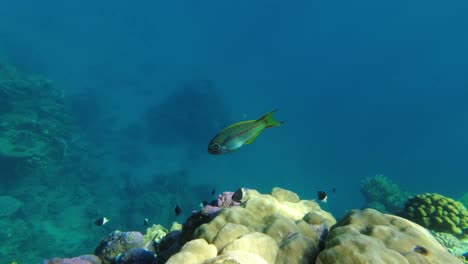 Nahaufnahme-Eines-Korallenriffs-Mit-Tropischen-Bunten-Fischen-Im-Wasser-Des-Roten-Meeres-In-Ägypten-In-Zeitlupenaufnahmen-Unter-Wasser