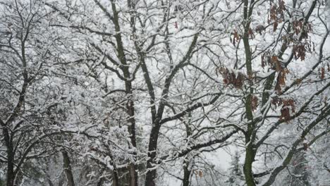 Vista-De-Los-árboles-En-El-Invierno-Durante-Una-Tormenta-De-Nieve-En-Minnesota.