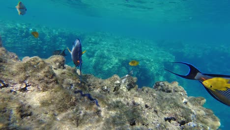 Blaue-Und-Gelbe-Tropische-Bunte-Fische,-Die-über-Dem-Korallenriff-Im-ägyptischen-Roten-Meer-Schwimmen,-Unterwasseraufnahmen