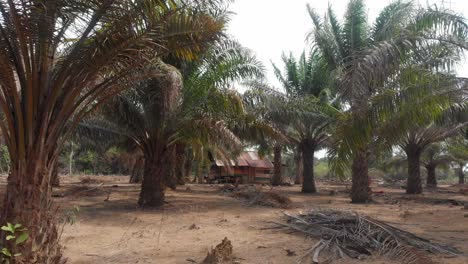 Seitliche-Schwenkaufnahme-Einer-Palmölplantage-In-Belitung,-Indonesien