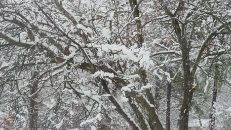 Starker-Schneefall-Auf-Den-Ästen-Der-Bäume