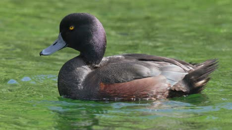 Close-up-of-New-Zealand-Scaup-Duck-swimming-on-a-lake