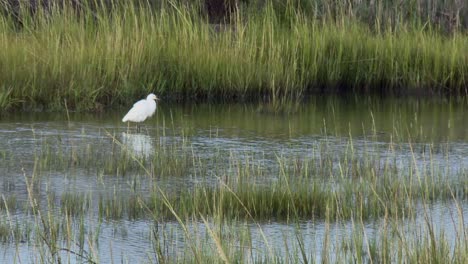 Little-Egret-Walking-In-The-Wetland-At-Blackwater-National-Wildlife-Refuge-In-Maryland,-USA