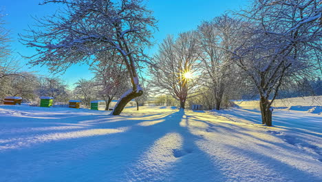 Local-orchard-covered-in-white-snow-on-sunny-winter-day,-sun-tracking-camera-time-lapse