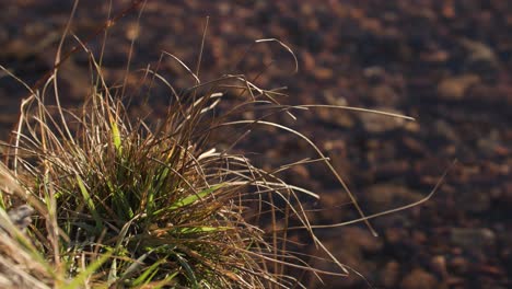Planta-Silvestre-Que-Crece-A-Lo-Largo-Del-Río-En-Colorado-Durante-La-Temporada-De-Invierno-2023