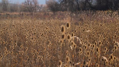 Field-of-Thistle-Plants-in-Colorado,-Colorado-Wild-Plants