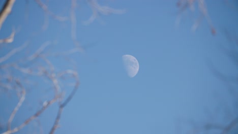 Rack-Focus-From-Tree-to-Moon-During-Daylight