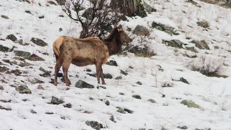 An-Elk-Standing-in-a-Snowy-Landscape-at-Boise-National-Forest,-Idaho,-United-States---Static-Shot