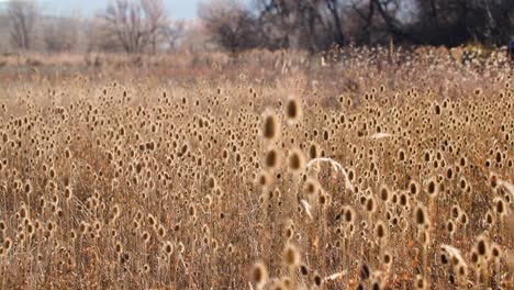 Boulder-Colorado-Thistle-Plant-Field,-Field-of-Wild-Thistle