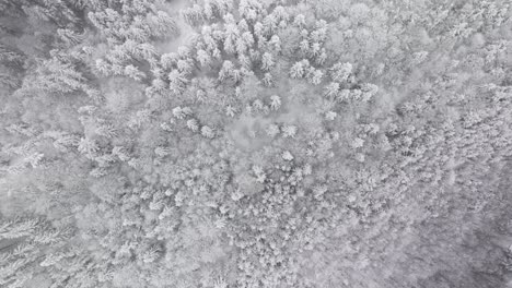 Snowy-winter-forest,-top-down-drone-footage,-aerial,-Austria