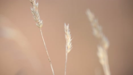 Extreme-Close-up-of-Colorado-Native-Grasses-With-Open-Background