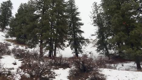 Snowy-Landscape-In-Boise-National-Forest-With-Towering-Pine-Trees-During-Winter