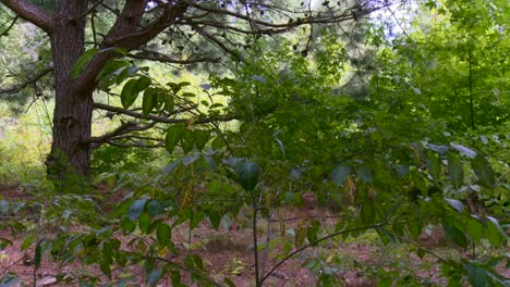 Flora-Y-árboles-Dentro-Del-Bosque-En-El-Refugio-Nacional-De-Vida-Silvestre-De-Blackwater,-Maryland,-Estados-Unidos---Toma-Panorámica