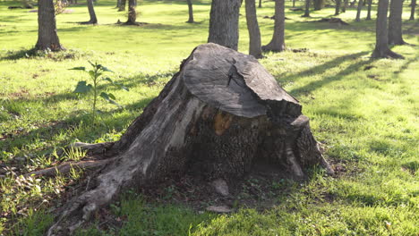 Tree-stump-in-green-park-area