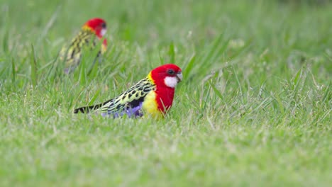Eastern-Rosella-parrots-feeding-on-grass-seeds-in-green-field
