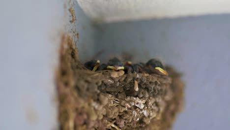 -Recently-Hatched-Birds-Nesting-Within-the-Confines-of-the-House---Defocused