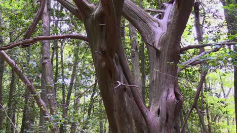 The-Massive-Stem-of-a-Redwood-Tree-in-the-Woodland-at-Blackwater-National-Wildlife-Refuge,-Maryland,-United-States---Pan-Up-Shot