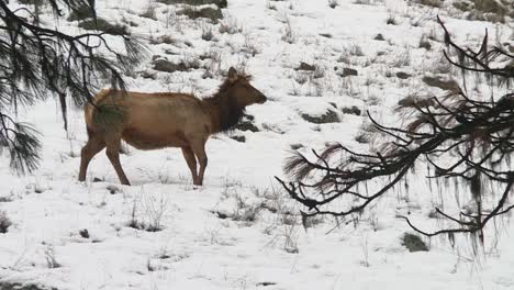 An-Elk-Standing-on-a-Snowy-Carpet-of-Foliage-at-Boise-National-Forest,-Idaho,-United-States---Static-Shot