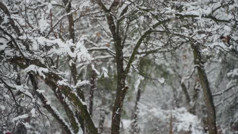 Auf-Den-Ästen-Der-Bäume-Sammelt-Sich-Schnee,-Während-Große-Flocken-Schneien