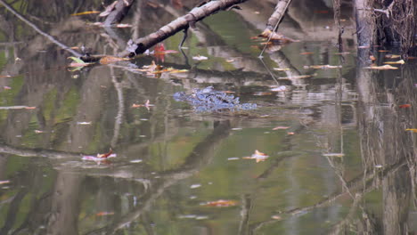 Alligator-swimming-in-the-water-with-fall-leaves-floating-around-it