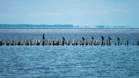Black-birds-perched-on-the-wooden-poles-sticking-out-of-the-water-on-the-Danish-coast