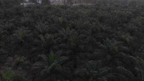 Reveal-shot-of-palm-tree-forrest-at-Belitung-Indonesia-at-Sunset,-aerial