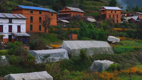 Village-inhabitation-drone-shot,-flowers-adding-beauty,-Nepal-Hilly-Area-authenticity-4K