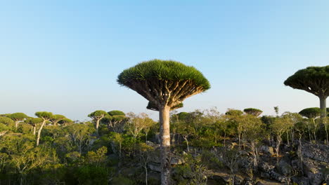 Árbol-Nativo-De-Socotra---Dracaena-Cinnabari,-árbol-De-Sangre-De-Dragón-En-El-Bosque-Firmhin-De-Yemen