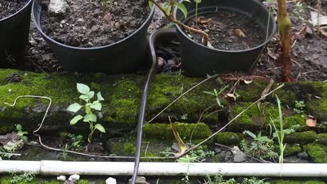 Footage-of-a-slithering-poisonous-snake-moving-between-flower-pots