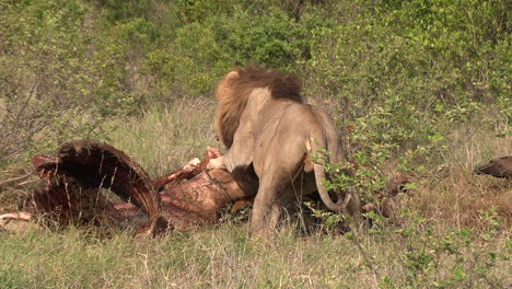 A-male-lion-feeding-on-a-large-animal-carcass-in-the-African-wilderness