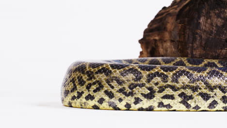 Yellow-anaconda-scales-pattern-close-up