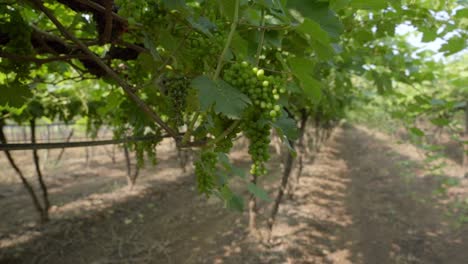 Cinematic-view-of-cluster-of-grapes-hanging-from-tree-branch-at-vineyard