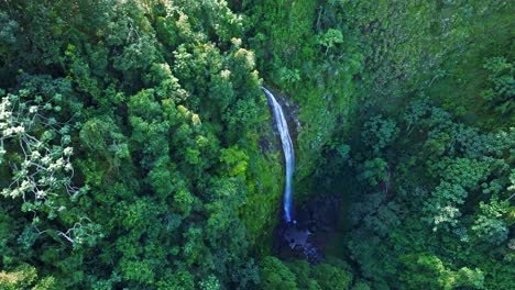 Árboles-Verdes-En-El-Bosque-Con-Cascada-Salto-Del-Rodeo-En-Bonao,-República-Dominicana.