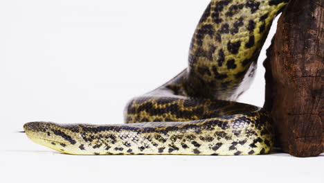 Yellow-anaconda-on-white-background-slithering-slowly