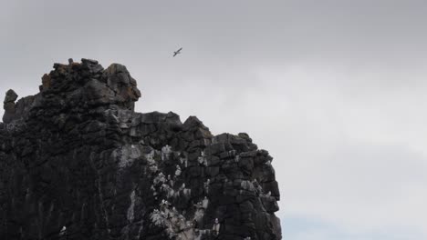 Close-up-of-Hvitserkur-rock-top-while-Northern-fulmar-fly-over,-Iceland