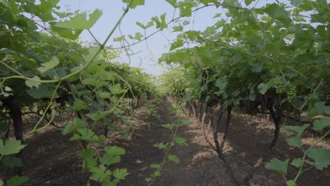 Grape-plantation-vineyard,-Slow-motion