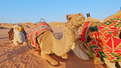 Primer-Plano-De-Un-Camello-Masticando-Y-Oliendo-Con-Ropa-Tribal-Del-Desierto-Drapeada
