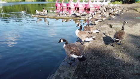 A-flock-of-Canada-Goose-wading,-resting,-and-preening-by-the-lake-at-Mote-Park-located-at-Maidstone,-Kent-in-United-Kingdom