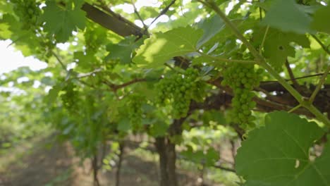 Cluster-of-grapes-hanging-from-trees-at-vineyard