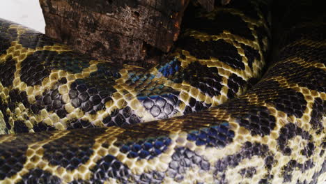 Yellow-anaconda-scales-slithering-close-up
