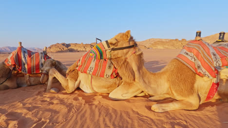 Pack-of-camels-become-alert-as-they-lay-down-on-desert-sand