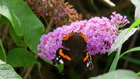 Roter-Admiral-Schmetterling-Auf-Buddleia-Blume