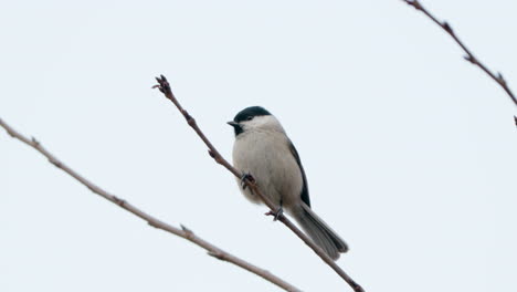 Marsh-Tit-Fly-Away-From-Twig-Against-Grey-Winter-Sky-Close-up