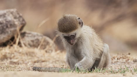 Small-Vervet-Monkey-Feeding-Small-Grasses-On-The-Ground