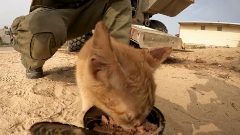 Streunende-Katzen-Im-Gazastreifen-Erhalten-Von-Israelischen-IDF-Soldaten-Dosenfutter