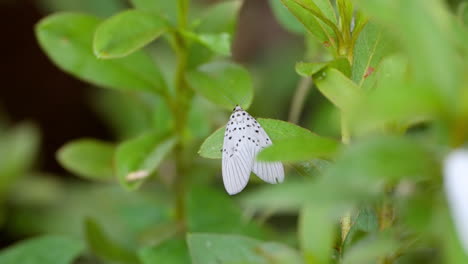 Agrisius-Guttivitta-White-Moth-with-Black-Spots-Perched-and-Flies-Away-from-Green-Plant-in-South-Korea