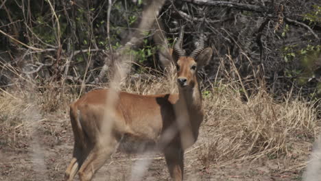 Lone-Puku-Antelope-Standing-Over-Savannah-In-Africa