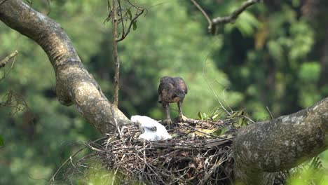 a-javan-eagle-hawk-is-watching-the-activities-of-its-young-in-the-nest