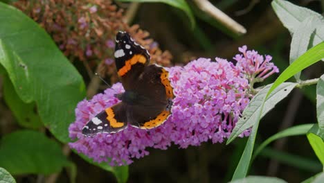 Red-Admiral-butterfly-on-Buddleia-flower
